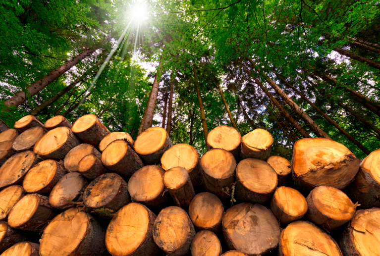 La compra de madera es un proceso que combina experiencia, conocimiento del monte y una valoración justa del producto. Analizamos cada finca para determinar la calidad, especies y volumen de madera disponible, ofreciendo siempre una tasación transparente y acorde al mercado. Realizamos la compra directamente al propietario, gestionando toda la logística necesaria: corte, carga, transporte y limpieza del terreno.