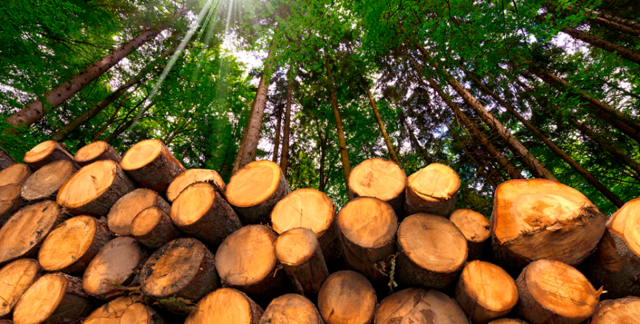 La compra de madera es un proceso que combina experiencia, conocimiento del monte y una valoración justa del producto. Analizamos cada finca para determinar la calidad, especies y volumen de madera disponible, ofreciendo siempre una tasación transparente y acorde al mercado. Realizamos la compra directamente al propietario, gestionando toda la logística necesaria: corte, carga, transporte y limpieza del terreno.