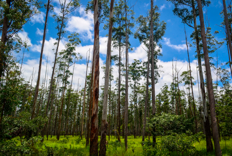 Las plantaciones forestales requieren una planificación cuidadosa para garantizar un crecimiento sano y productivo. Realizamos la preparación del terreno, selección de especies y plantación de árboles adaptados a cada tipo de suelo y clima, asegurando un desarrollo óptimo. Nuestro equipo se encarga de todo el proceso, desde el diseño inicial hasta el mantenimiento posterior, favoreciendo la regeneración del monte y la sostenibilidad a largo plazo.