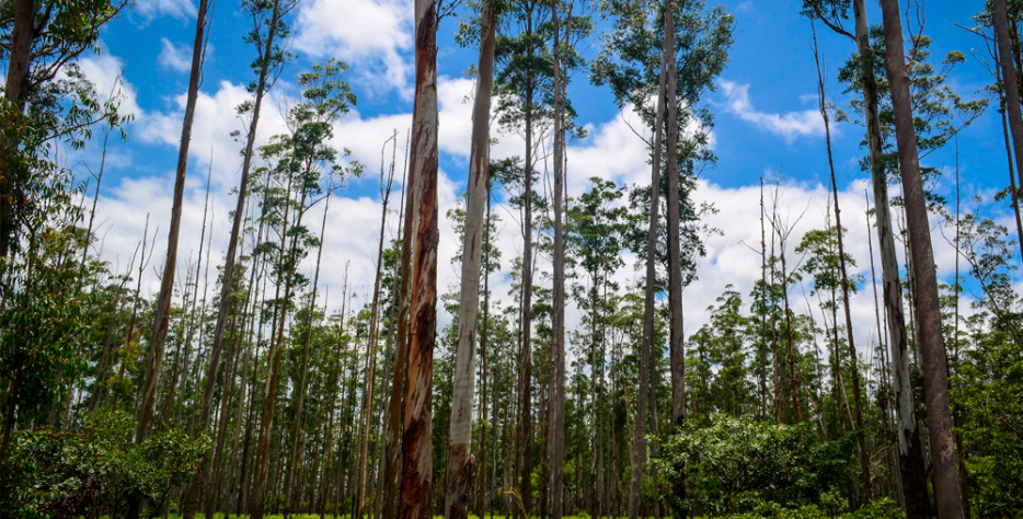 Las plantaciones forestales requieren una planificación cuidadosa para garantizar un crecimiento sano y productivo. Realizamos la preparación del terreno, selección de especies y plantación de árboles adaptados a cada tipo de suelo y clima, asegurando un desarrollo óptimo. Nuestro equipo se encarga de todo el proceso, desde el diseño inicial hasta el mantenimiento posterior, favoreciendo la regeneración del monte y la sostenibilidad a largo plazo.